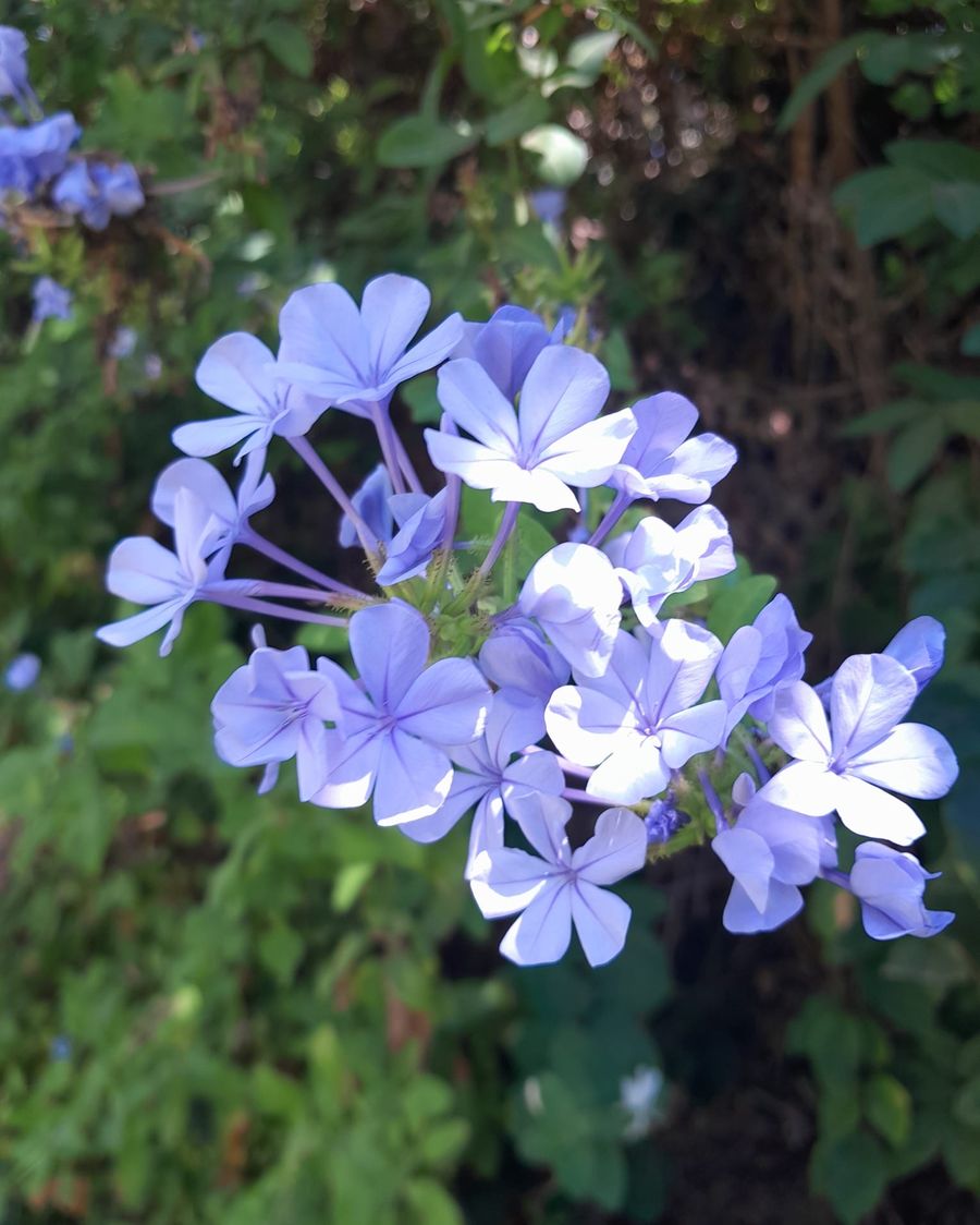 Fleurs de plumbago, un clin d'œil au passé de fleuriste de Sabina